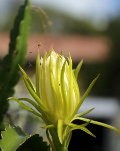 Blooming cactus flower