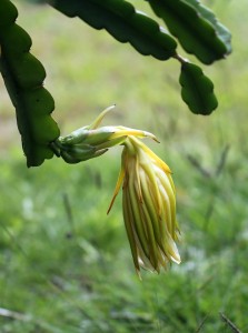 Cactus Flower